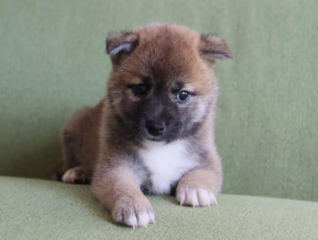 柴犬