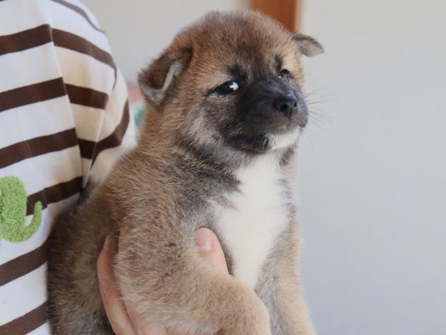 柴犬の写真4