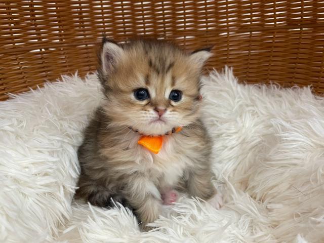 サイベリアン🍫トリュフちゃん♡くりくりおめめのヘーゼルアイの写真5