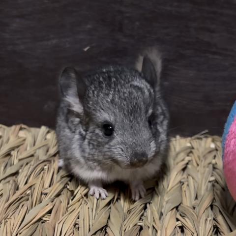 チンチラ（スタンダードグレー）