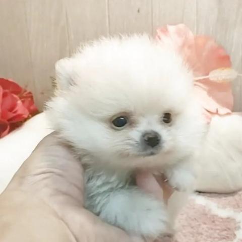 ポメラニアンの写真3
