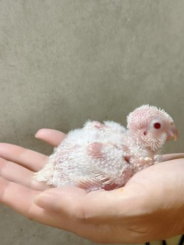 オキナインコの写真2
