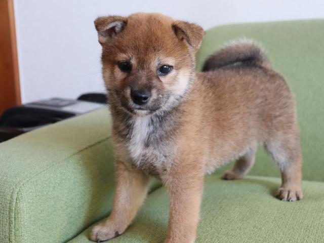 柴犬の写真6