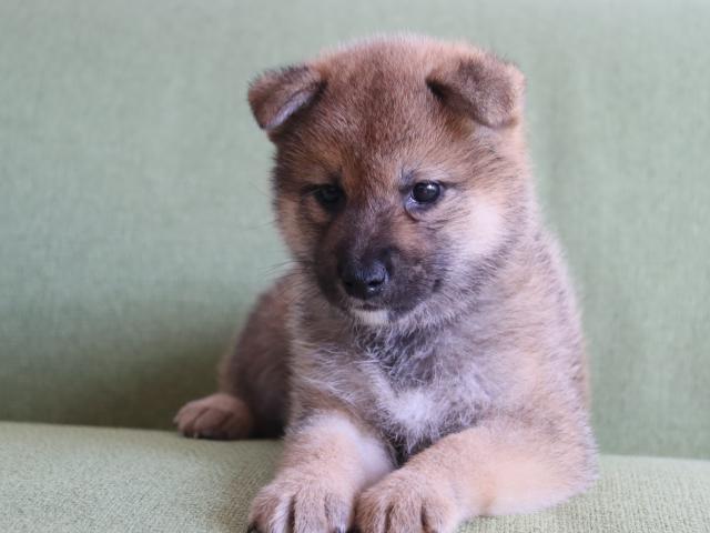 柴犬