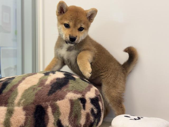 柴犬の写真3