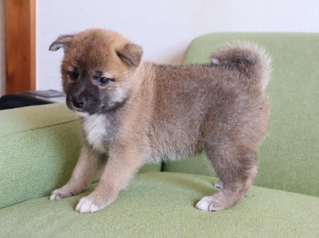 柴犬の写真2