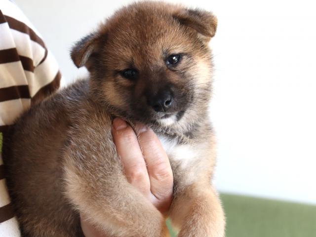 柴犬の写真4