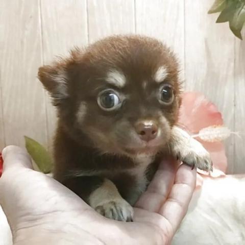 チワワ(ロングコート)