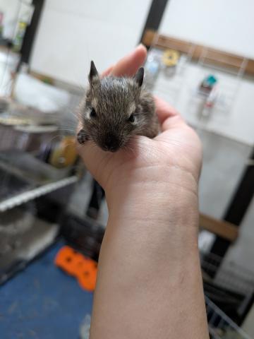 デグー　アグーチ(お父さんブルー×お母さんチョコ)の写真2