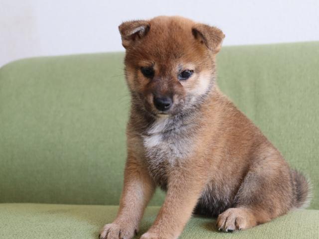 柴犬