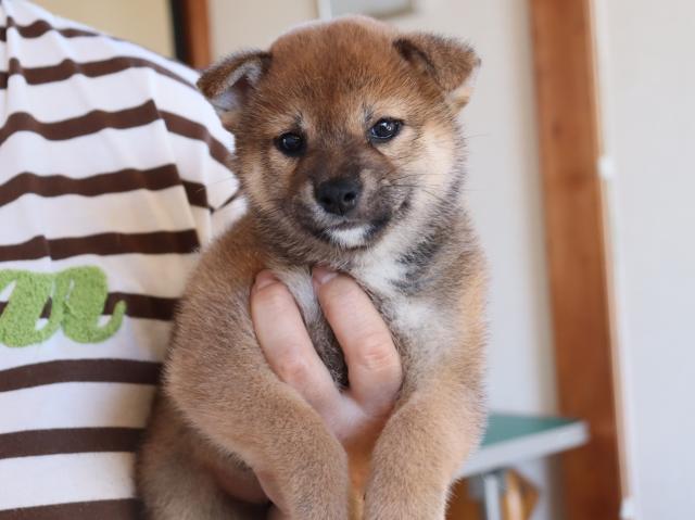 柴犬の写真3