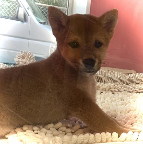 柴犬【あと3頭限定のサプライズ特価】【最終特価！お迎え総額70,000円】柴犬🌴お問い合わせ9件入ってます✨の写真2