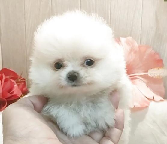 ポメラニアンの写真6