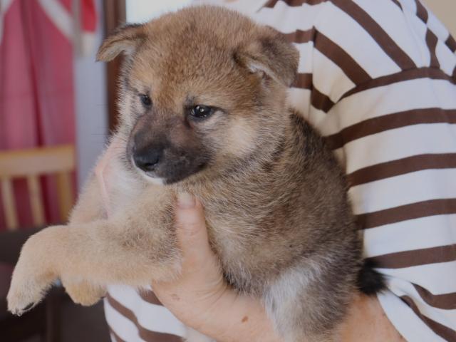 柴犬の写真3