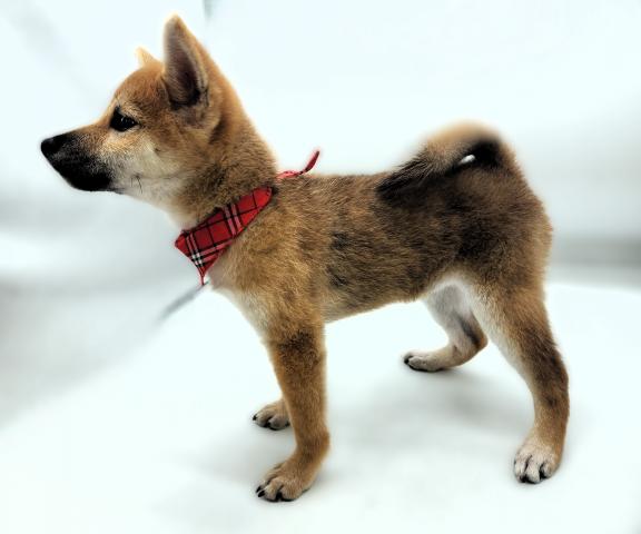 柴犬の写真2