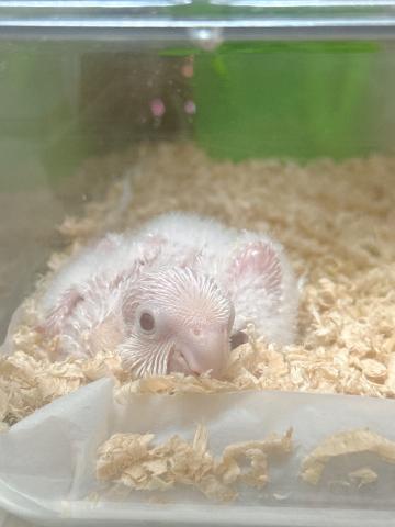 オキナインコの写真4