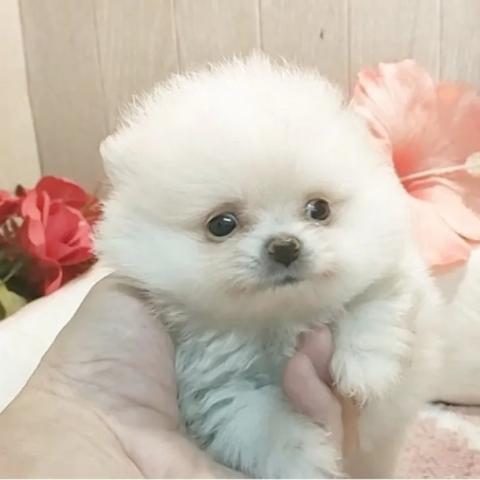 ポメラニアンの写真5