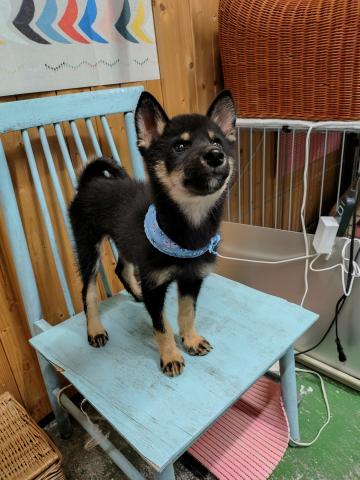 柴犬の写真2