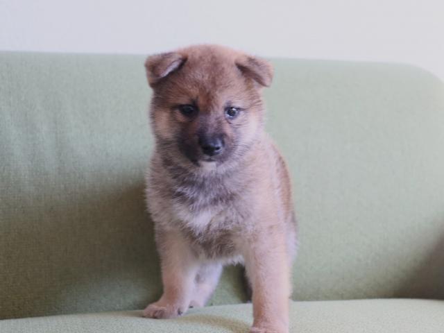 柴犬の写真6