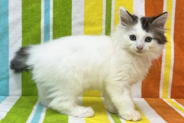 ノルウェージャンフォレストキャットの写真3