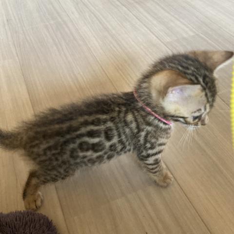 ベンガルの写真4
