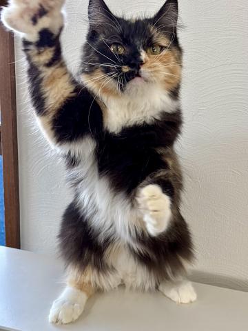 サイベリアンの写真4