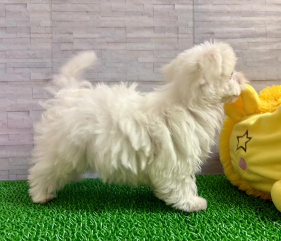 マルチーズの写真2