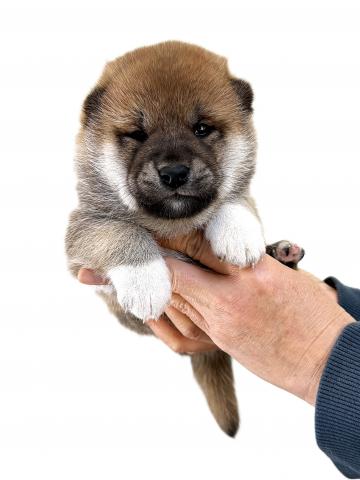 柴犬の写真6