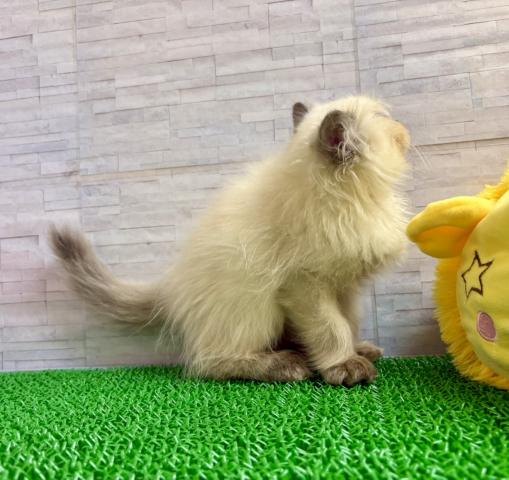 ペルシャ・ヒマラヤンの写真3