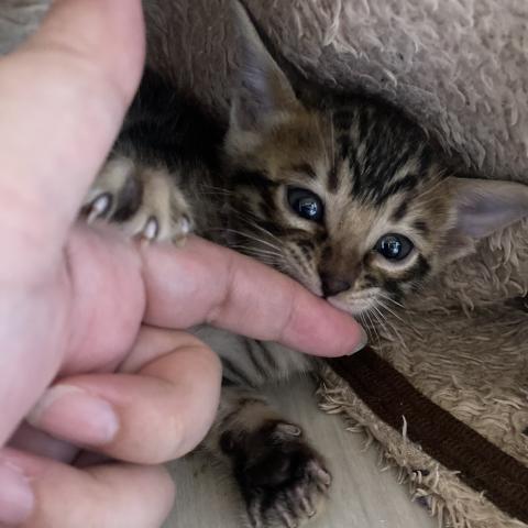 ベンガルの写真5