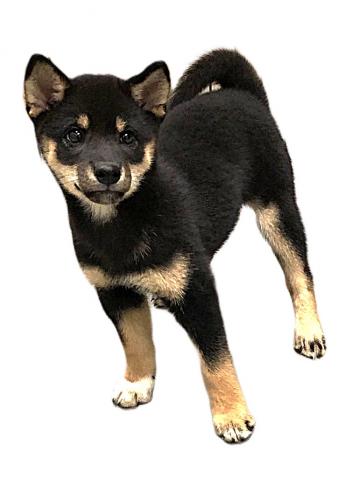 柴犬の写真3