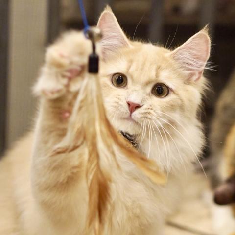 サイベリアンの写真3