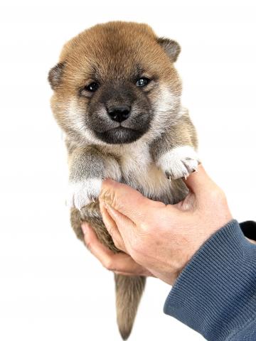 柴犬の写真4