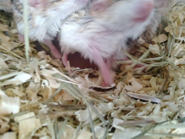 ハムスター マカロニマウスの写真3