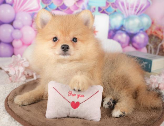 ポメラニアンの写真2