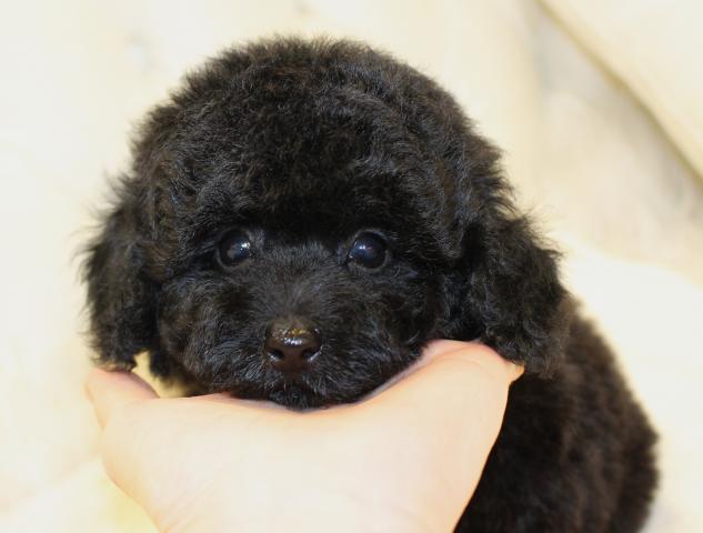 トイプードルの写真2