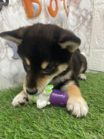 柴犬の写真5