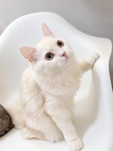 マンチカンロングヘアの写真3