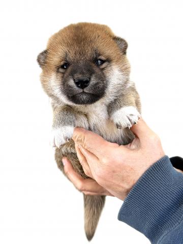 柴犬の写真5