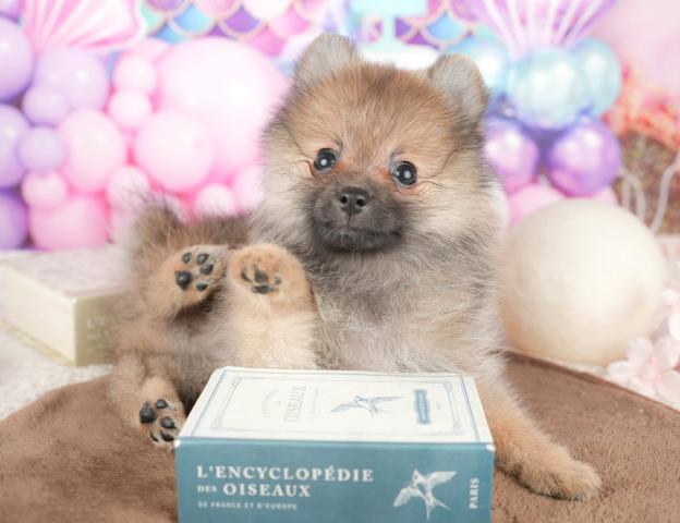 ポメラニアンの写真6