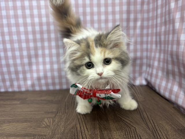 スコティッシュフォールド