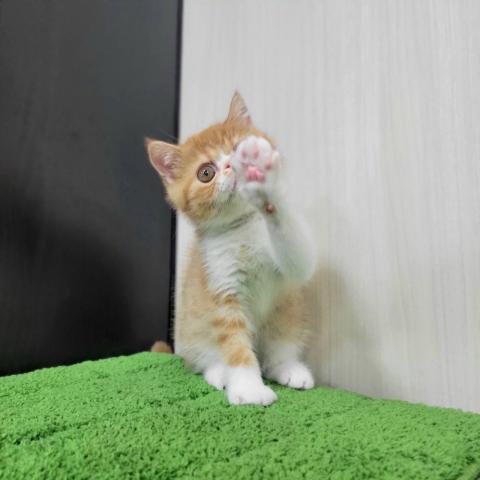 エキゾチックショートヘアーの写真6