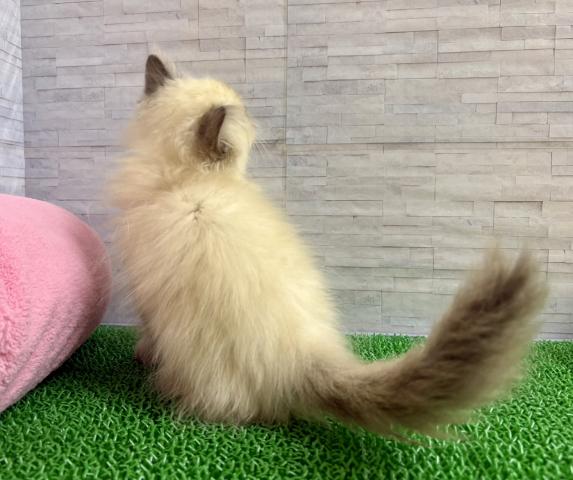 ペルシャ・ヒマラヤンの写真5