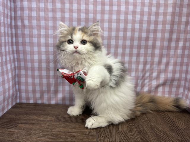 スコティッシュフォールドの写真3