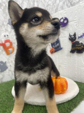 柴犬の写真3