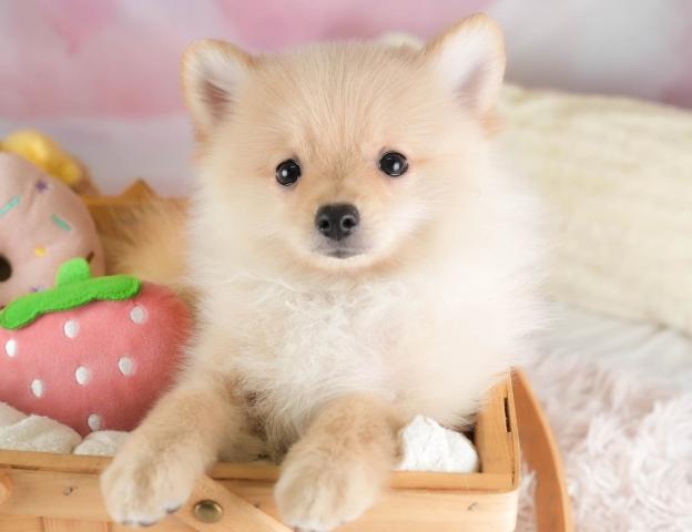 ポメラニアンの写真5