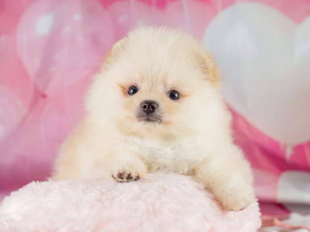 ポメラニアンの写真6