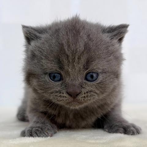 ブリティッシュショートヘア