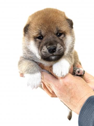 柴犬の写真5