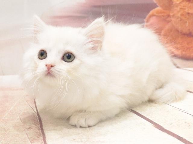 マンチカンの写真2